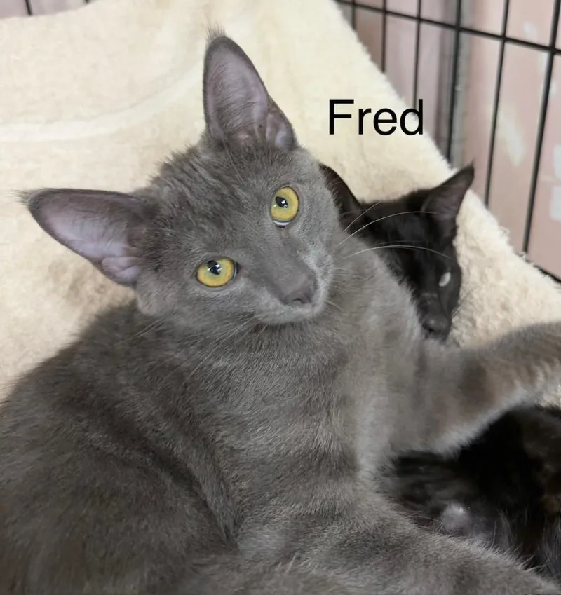 A baby medium-sized male Domestic Short Hair cat named Fred for adoption in San Pedro, CA
