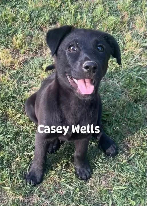 Casey Wells “magnificent ” thumbnail 3