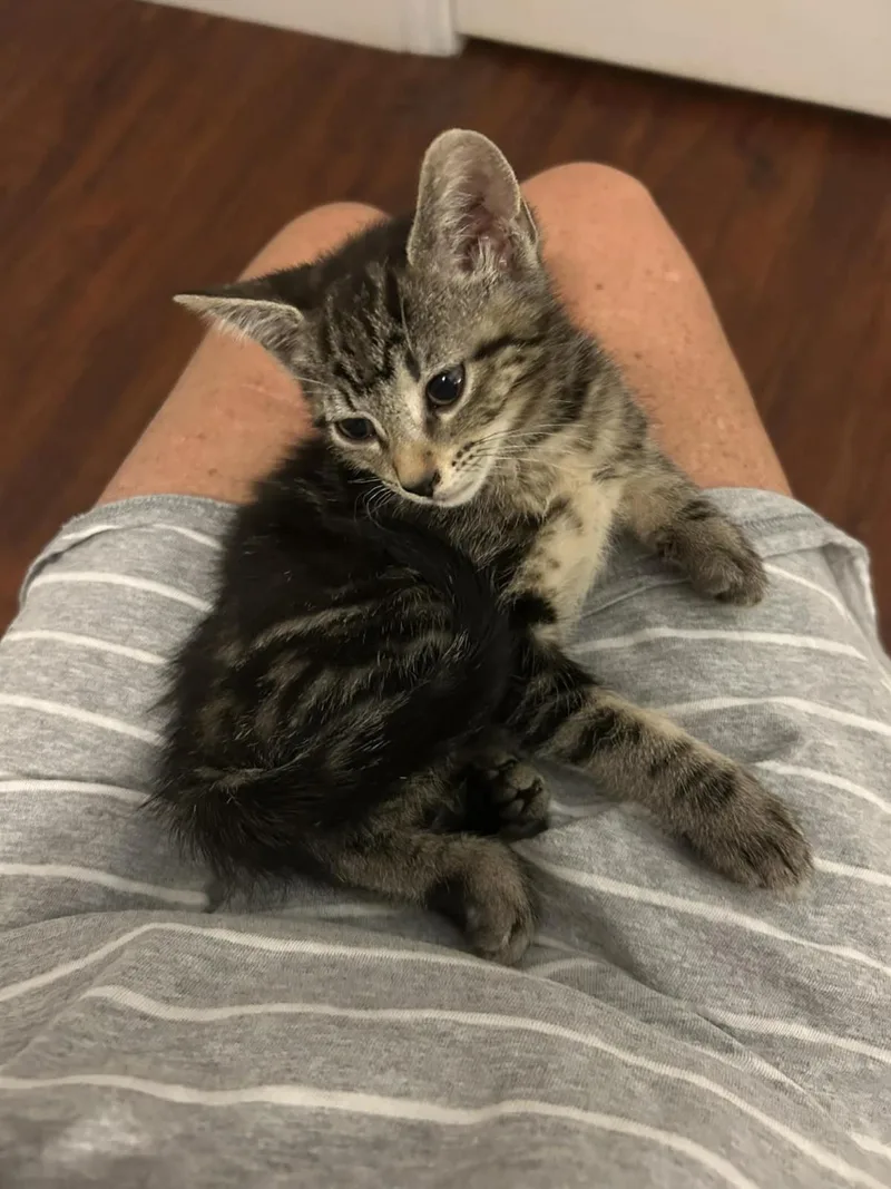 A baby small-sized female Brown / Chocolate Domestic Short Hair cat named Mandy Johnson for adoption in Chandler, AZ