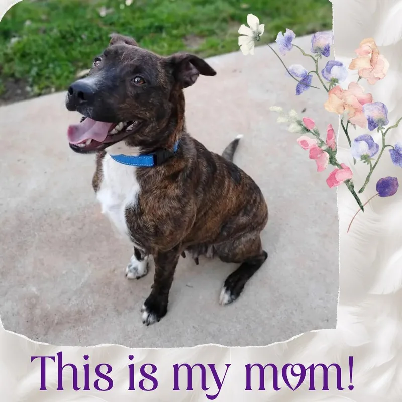 A baby medium-sized male Yellow / Tan / Blond / Fawn Mixed Breed dog named Potsie for adoption in Fredericksburg, VA