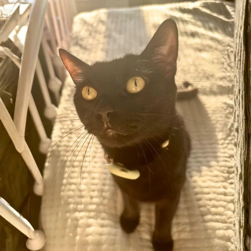 An adult medium-sized female Black Domestic Short Hair cat named Agnes for adoption in Brooklyn, NY