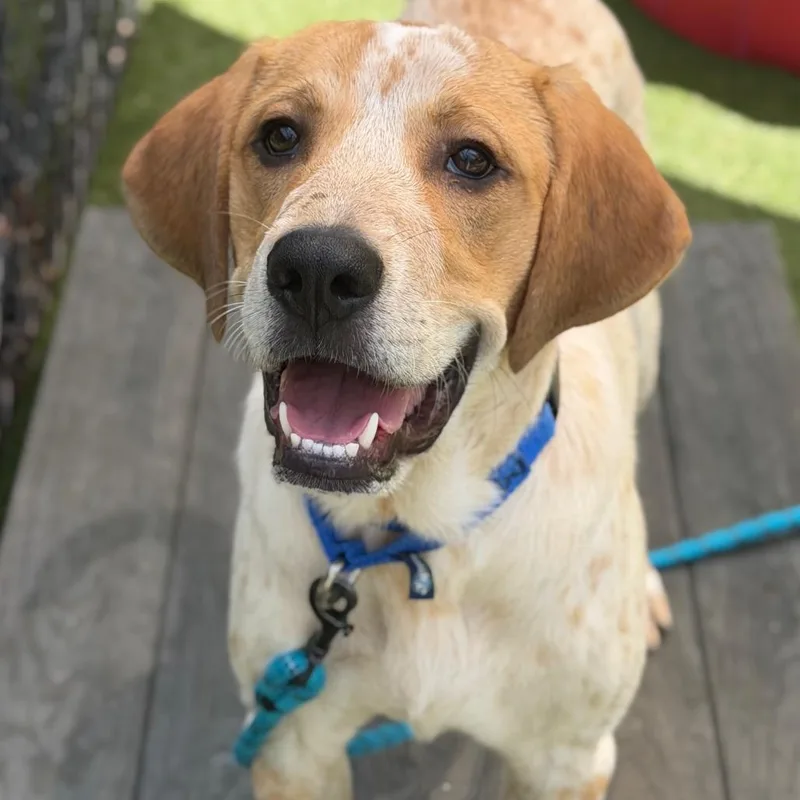A young medium-sized female White / Cream Mixed Breed dog named Funky for adoption in Asheville, NC