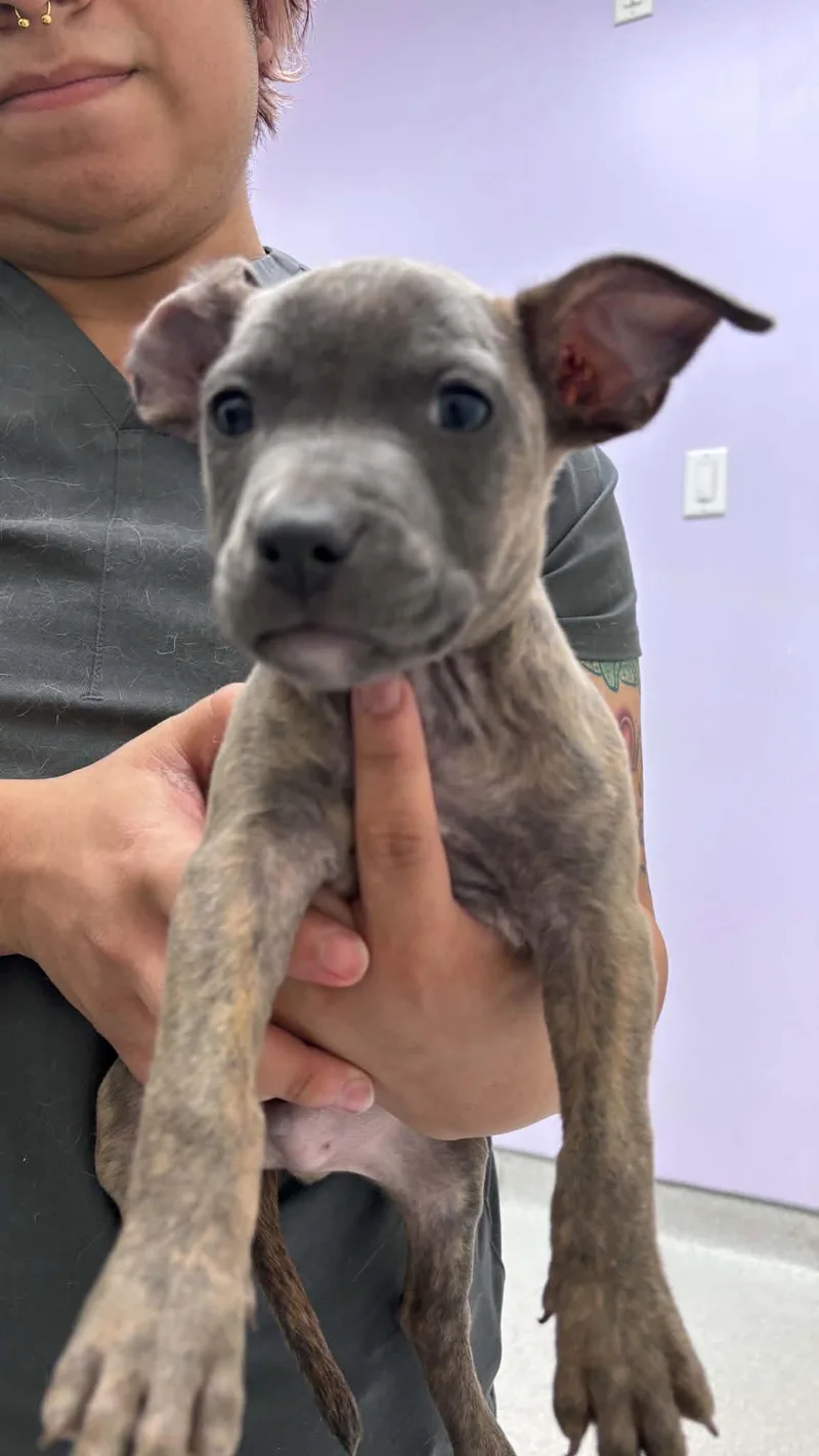A baby medium-sized male American Staffordshire Terrier dog named Spork for adoption in Holly Springs, NC