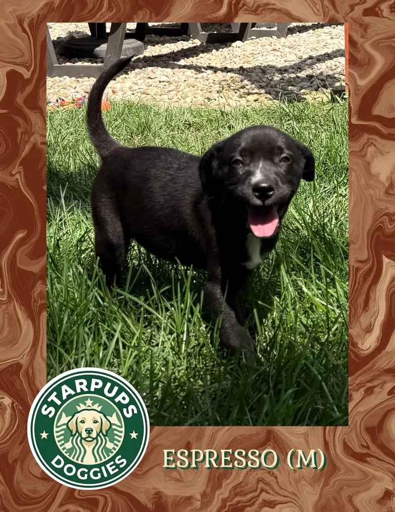 A baby medium-sized male Black Shepherd dog named Espresso for adoption in Lewis Center, OH