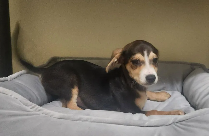 A baby medium-sized male Dachshund dog named Vinny for adoption in Royal Palm Beach, FL