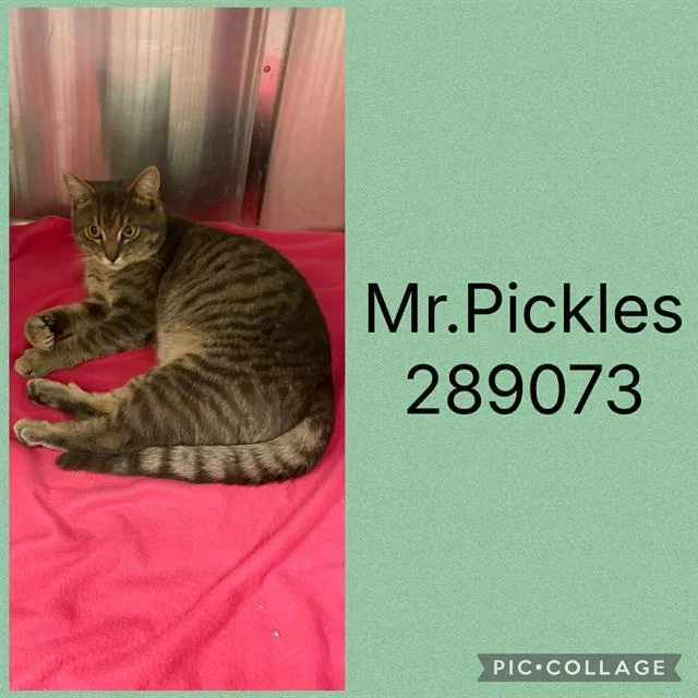 A young large-sized male Domestic Short Hair cat named Mr. Pickles for adoption in Macon, GA