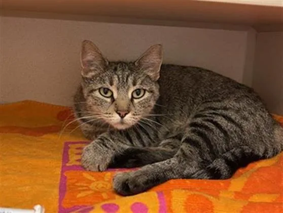 A young small-sized female Domestic Short Hair cat named Andes for adoption in Denver, CO