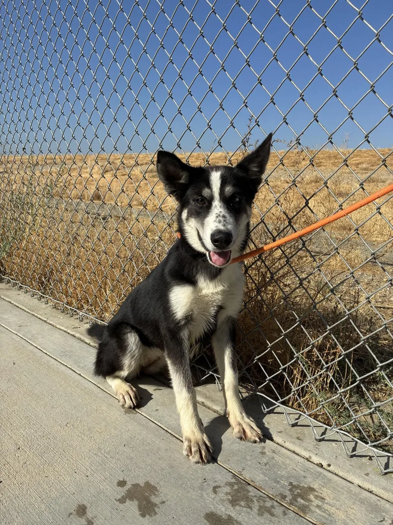 Oreo