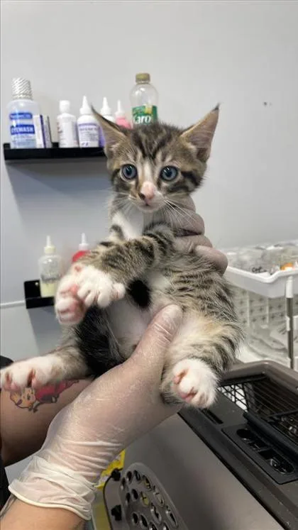 A baby small-sized male Domestic Short Hair cat named Chalupa for adoption in West Chester, PA