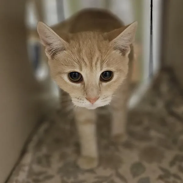 A baby medium-sized female Domestic Short Hair cat named Macie for adoption in Oakland, CA