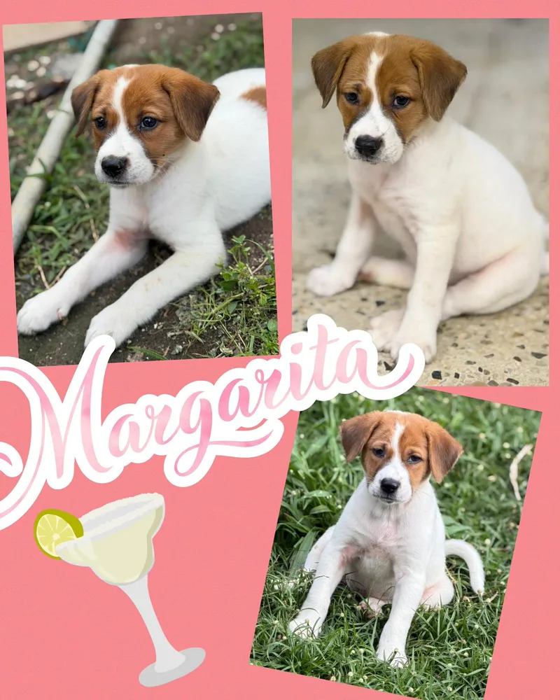 A baby medium-sized female White / Cream Labrador Retriever dog named Margarita for adoption in Ringwood, NJ