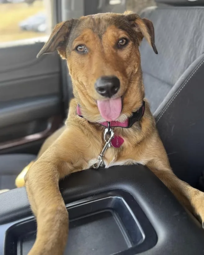 A young medium-sized female Bicolor Hound dog named Tiny for adoption in Pleasant Valley, NY