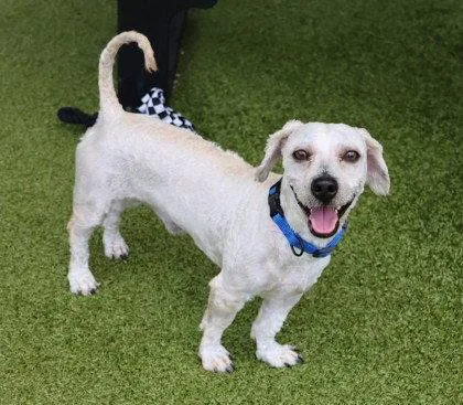 An adult small-sized male Standard Poodle dog named Tito Athens for adoption in Rockaway, NJ