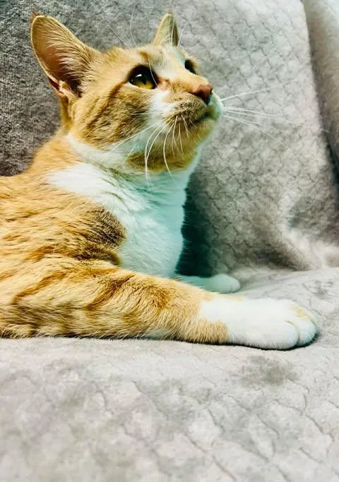 An adult medium-sized male Tabby (Orange / Red) Domestic Short Hair cat named Arseni for adoption in Alexandria, MN
