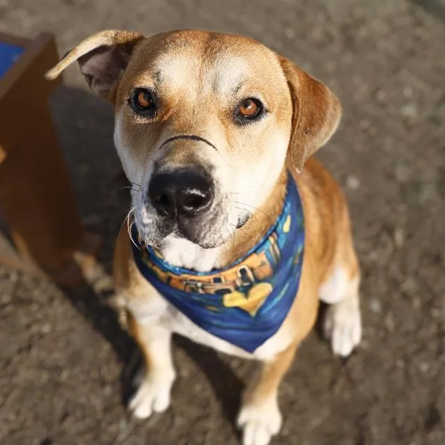 A young large-sized male American Staffordshire Terrier dog named Rocko for adoption in San Antonio, TX