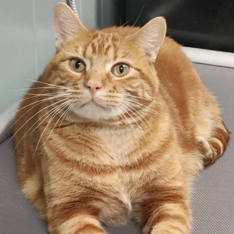 An adult extra large-sized male Orange / Red Domestic Short Hair cat named Big Papa for adoption in Inver Grove Heights, MN