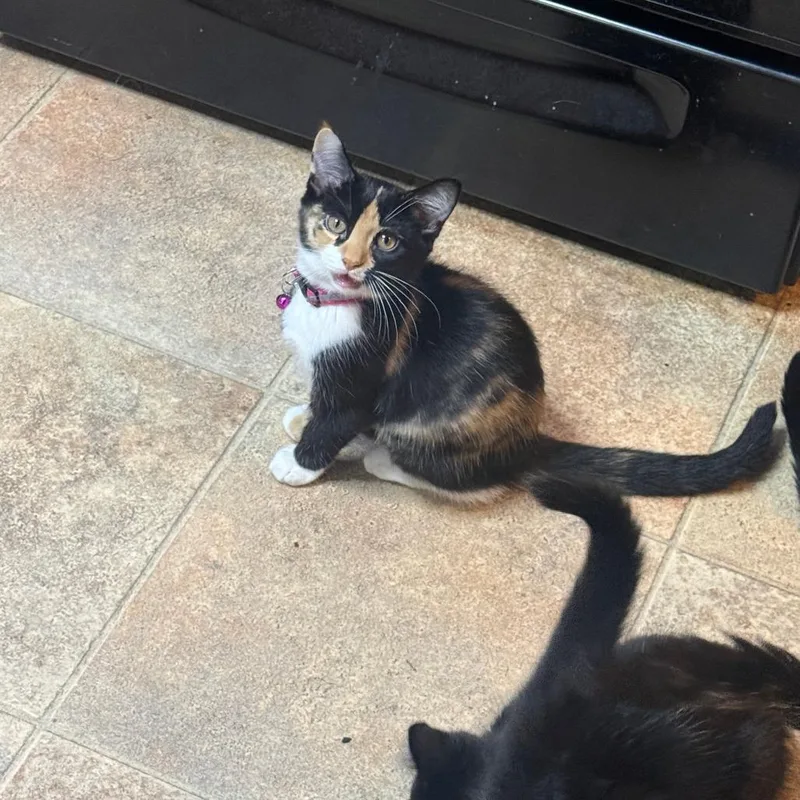 A baby small-sized female Calico Domestic Short Hair cat named Hazel for adoption in PITTSBURGH, PA