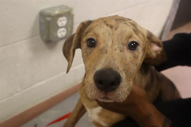 A young small-sized female Mixed Breed dog named Swan for adoption in Columbia, SC