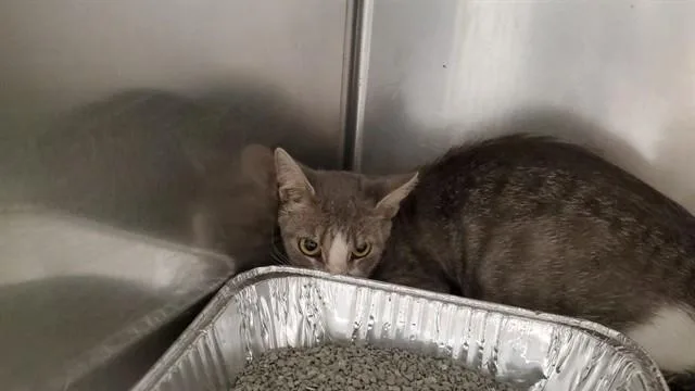 A young medium-sized female Domestic Short Hair cat named Shannon for adoption in Aurora, IL