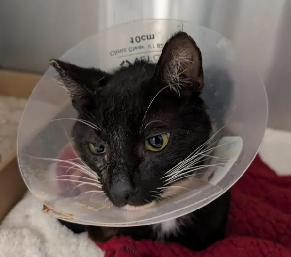 An adult small-sized male Domestic Short Hair cat named Lizard King for adoption in San Diego, CA