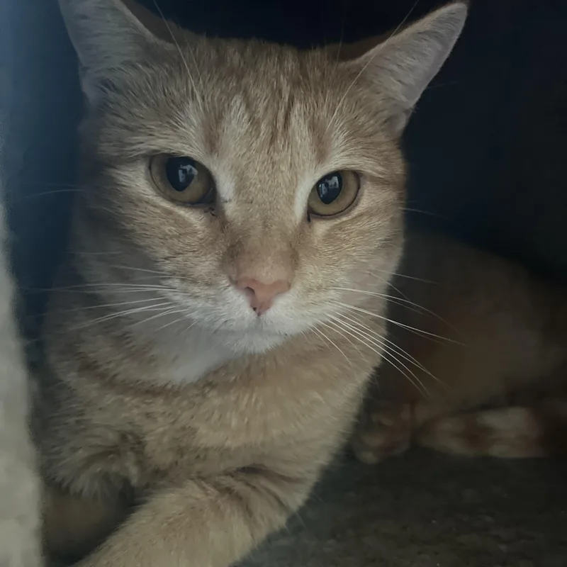 Dd After Dorothy Dietrich