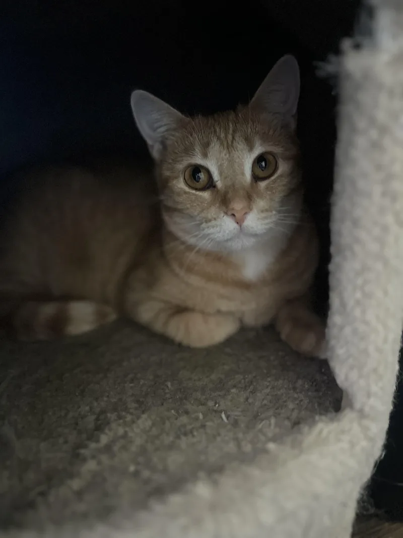 Dd After Dorothy Dietrich thumbnail 2