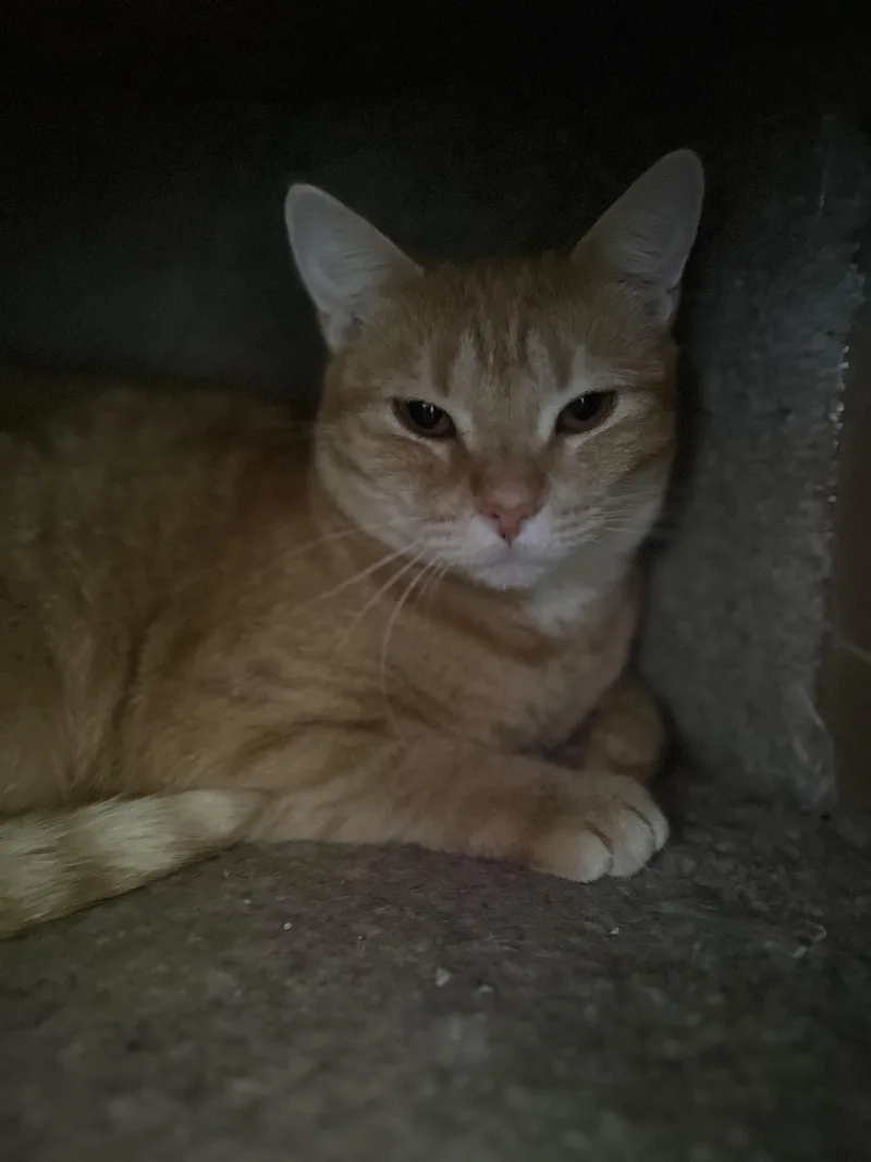 Dd After Dorothy Dietrich thumbnail 3