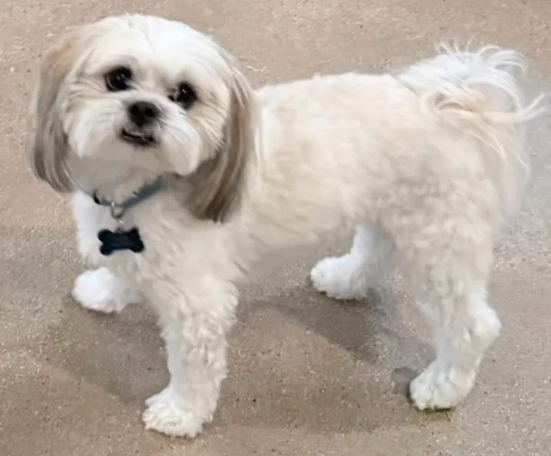 A young small-sized male Shih Tzu dog named Kobe for adoption in Dallas, TX
