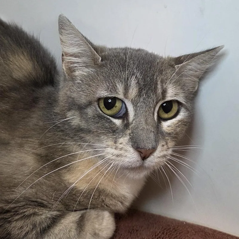 An adult medium-sized female Domestic Short Hair cat named Villa for adoption in Los Angeles, CA
