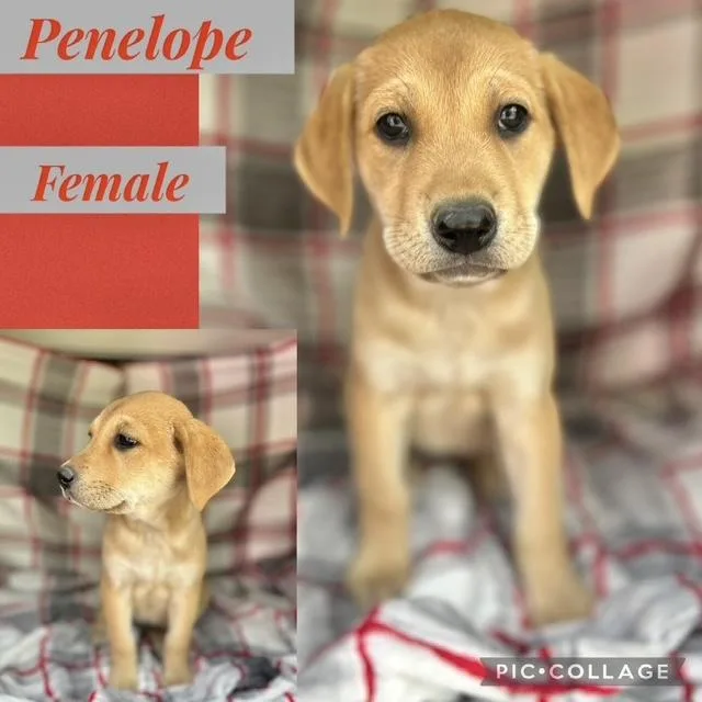 A baby medium-sized female Labrador Retriever dog named Penelope for adoption in Manchester, CT