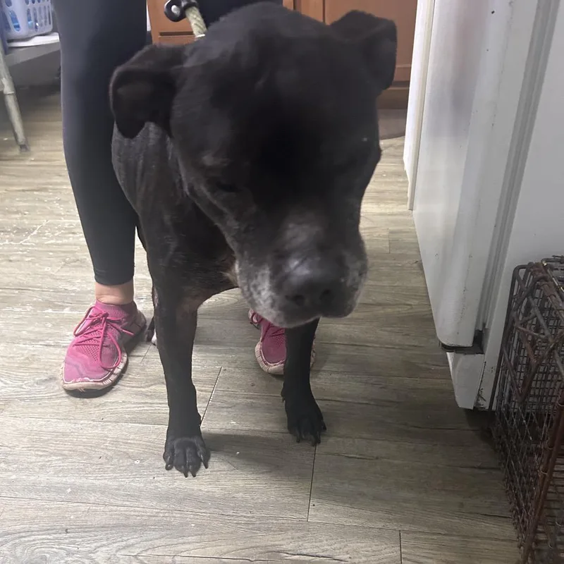 A senior medium-sized male Black American Staffordshire Terrier dog named Snoopy for adoption in Summerville, SC