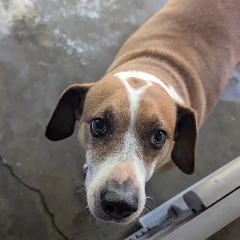 An adult medium-sized female White / Cream Hound dog named Big Besty for adoption in Franklin, NC