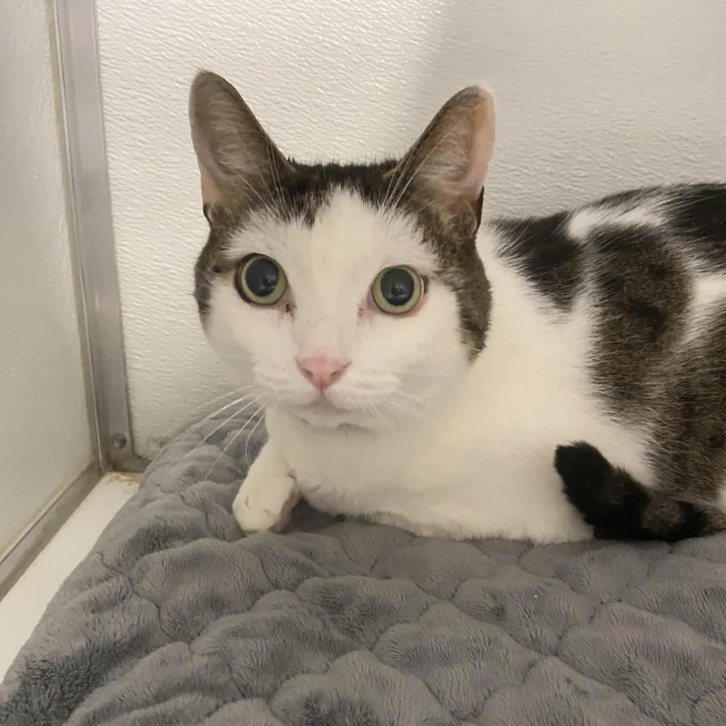 A senior large-sized male White Domestic Short Hair cat named Jupiter for adoption in Binghamton, NY