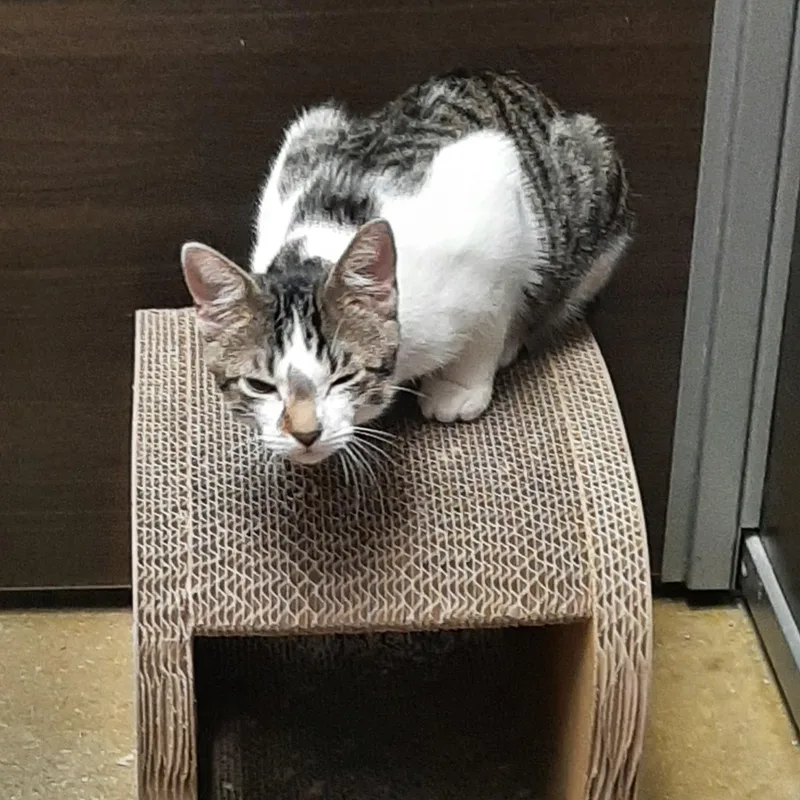 A young medium-sized male Domestic Short Hair cat named Andy for adoption in Belleville, IL