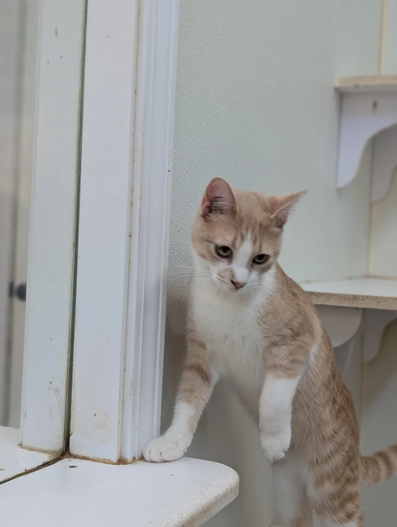 Chattanooga thumbnail 3