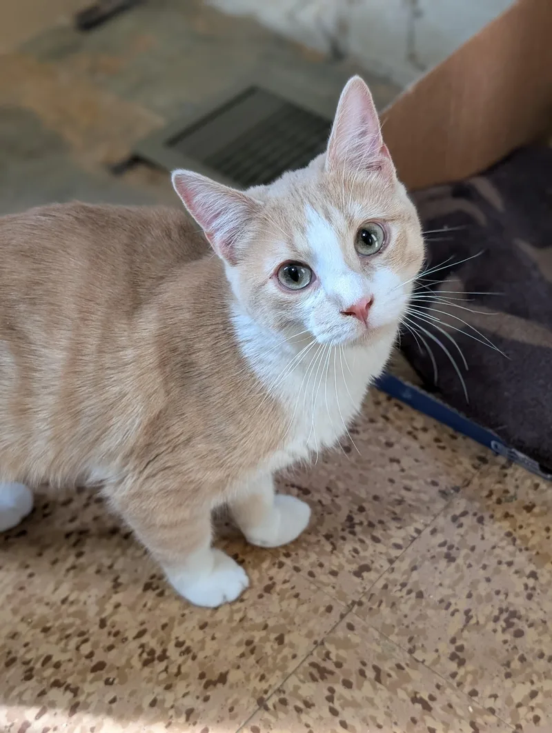 Chattanooga thumbnail 4