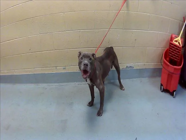 An adult large-sized female Pit Bull Terrier dog named Willow for adoption in Tulsa, OK