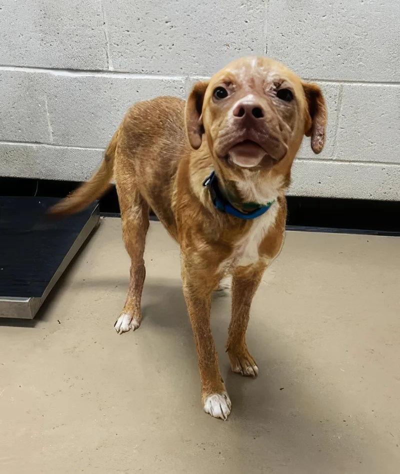 A young medium-sized male Brown / Chocolate Mixed Breed dog named Toodles for adoption in Nashville, TN