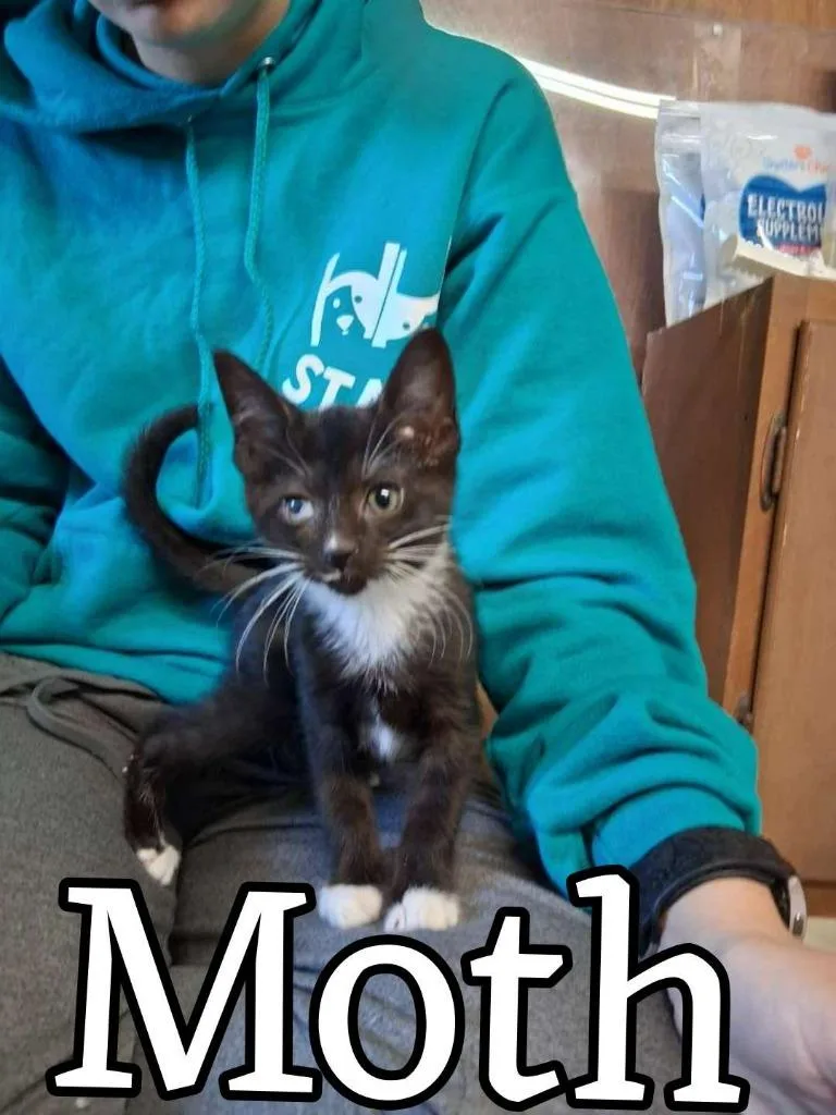 A baby small-sized female Domestic Short Hair cat named Moth for adoption in Hillsboro, OH