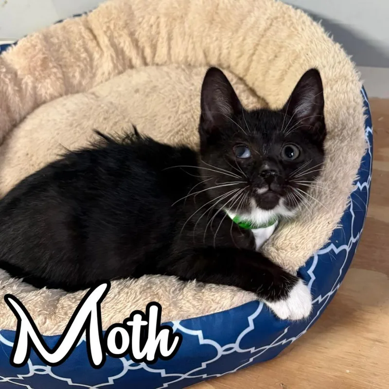 Moth thumbnail 3