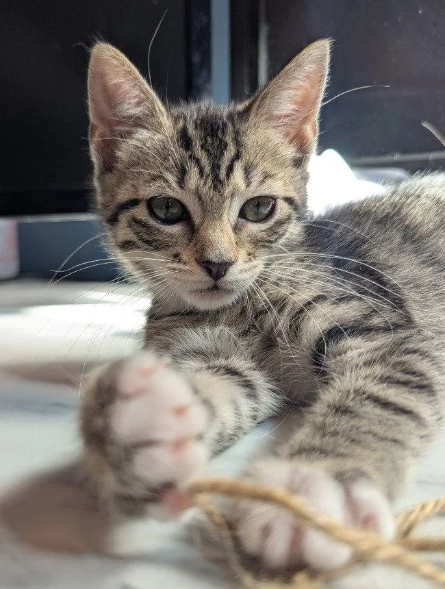 A baby medium-sized female Domestic Short Hair cat named Conn for adoption in Oviedo, FL