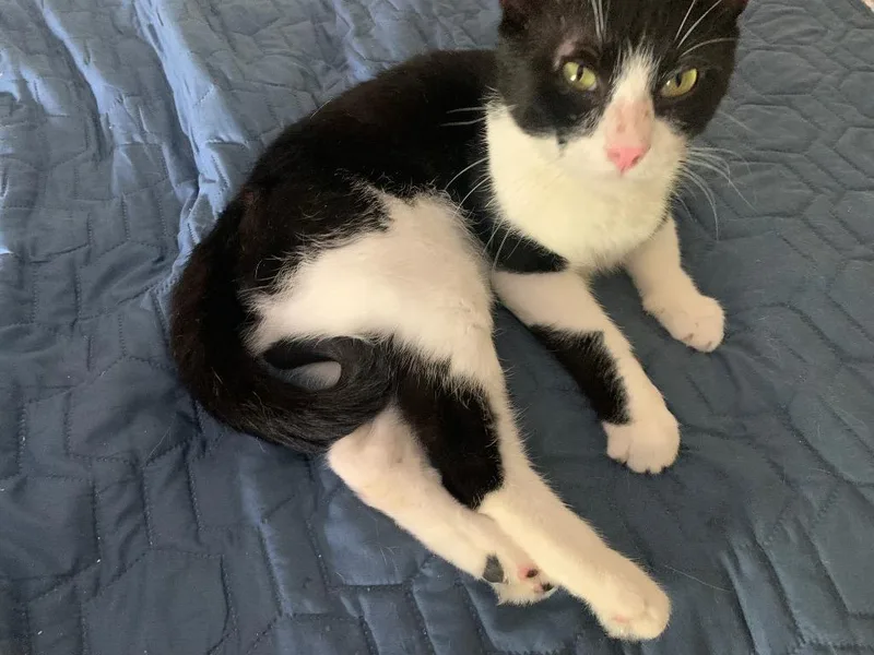 A young medium-sized male Domestic Short Hair cat named Zeke for adoption in Camp Hill, PA