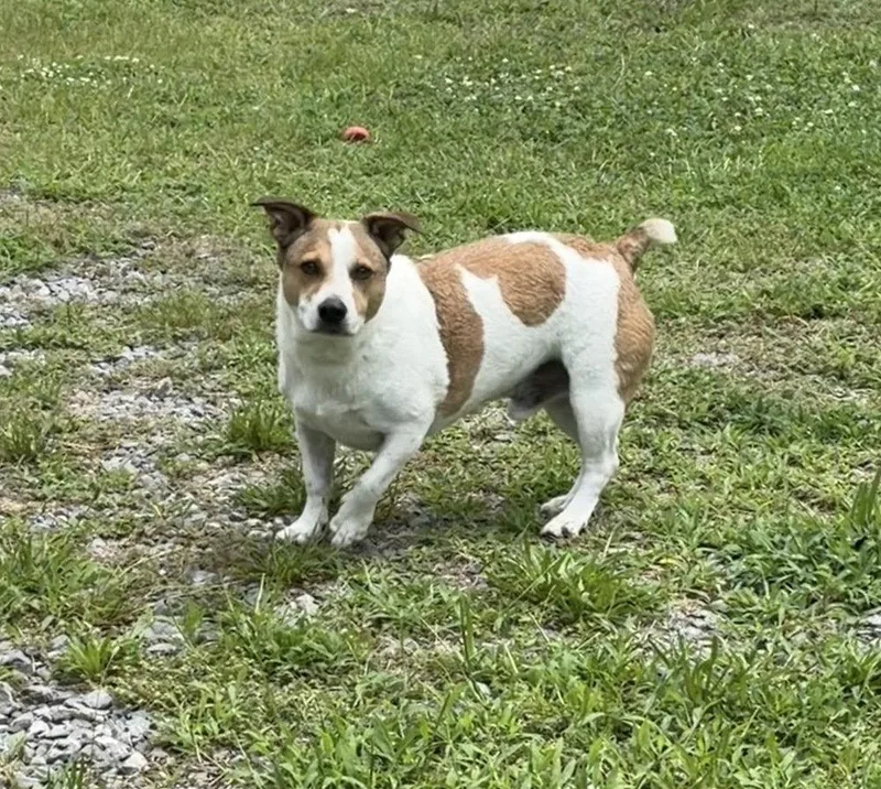 A young medium-sized female Jack Russell Terrier dog named Isabelle for adoption in Columbia, TN