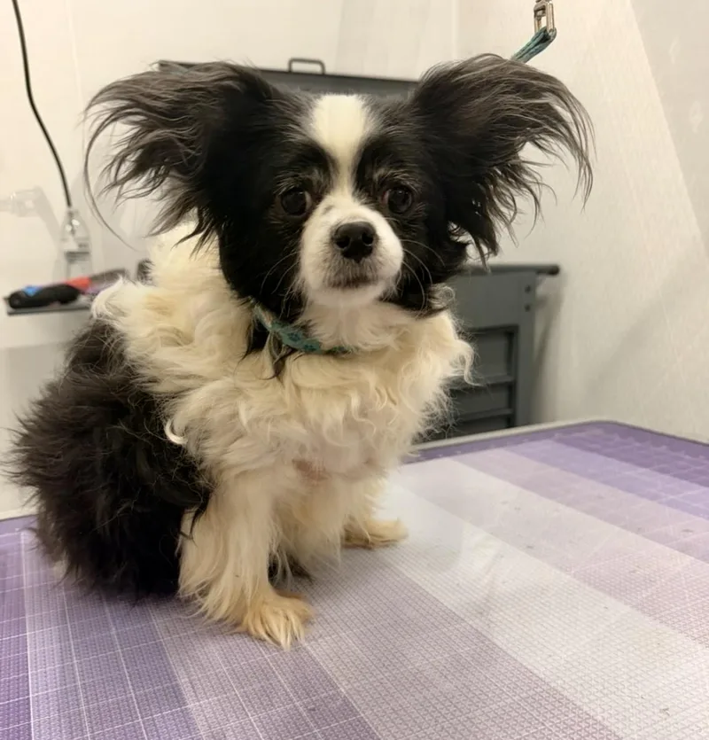 An adult small-sized female Black Chihuahua dog named Zelda for adoption in Pelham, NH