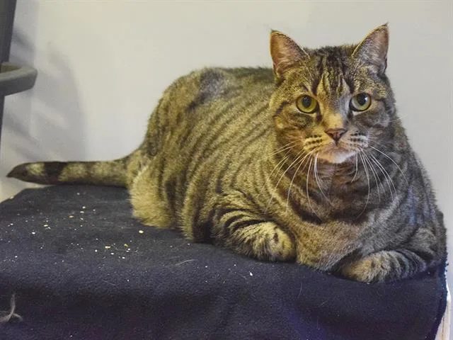 An adult extra large-sized male Domestic Short Hair cat named Titan for adoption in Sacramento, CA