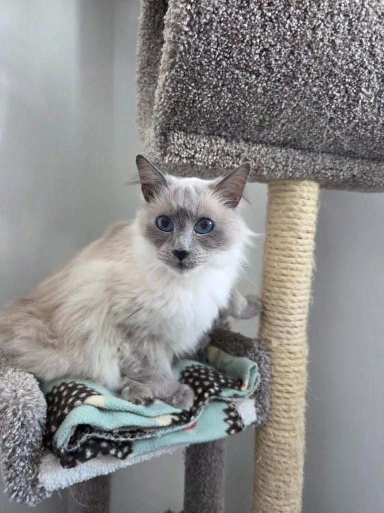 An adult large-sized female Domestic Long Hair cat named Princess Diva for adoption in Brookings, OR