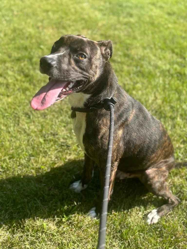 A young medium-sized male Terrier dog named Buford for adoption in Wintersville, OH