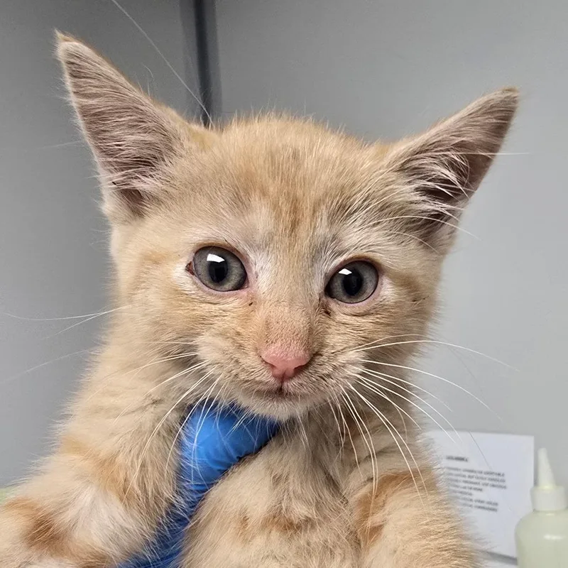 A baby small-sized female Domestic Medium Hair cat named Reese for adoption in Concord, NC