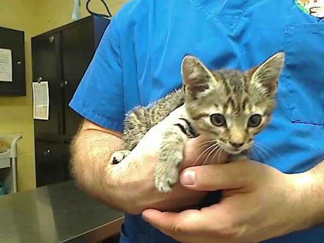 A baby medium-sized female Domestic Short Hair cat named Holly Dayinn for adoption in Cookeville, TN