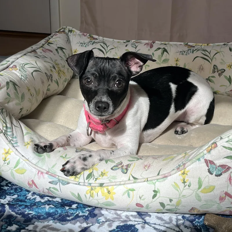 Sugar Pops thumbnail 2